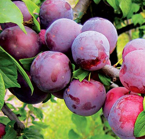 Алыча 'Путешественница'